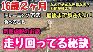 16歳２ヶ月元気の秘訣　走り回ってる習慣トレーニング教えます！気管虚脱のお話