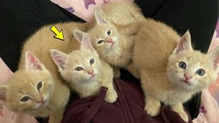 Four kittens looked at people with pleading eyes and HERE'S WHY!