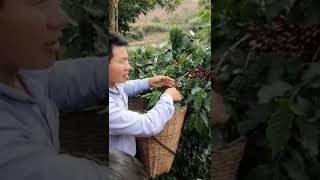 中国云南咖农教你如何采摘咖啡果 Chinese farmer teaches you how to pick coffee cherries