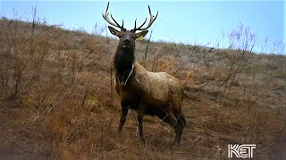 Elk in Kentucky (Bell County, KY) | Kentucky Life | KET