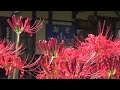 30秒の心象風景25839・花のある風景～北条鉄道長駅～