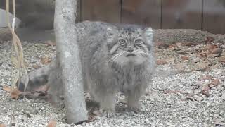 [Pallas’s cat] [manul] [Манул] マヌルロック当番はタビーさん