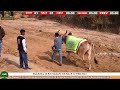 🔴 live bulewal s.b.s nagar ox race 07 feb 2024