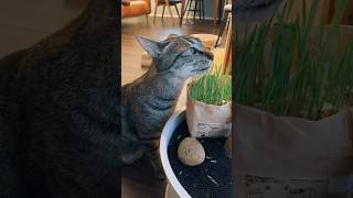 無印の猫草買ってみた#catvideos #shorts #猫のいる暮らし