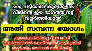 ഒരു ചെടി ചട്ടിയിൽ കുരുമുളക് ഈ ദിശയിൽ വളർത്തു ഈ സൗഭാഗ്യങ്ങൾ തേടി എത്തും.