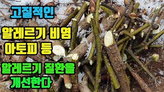 생강나무-알레르기 비염과 아토피에 탁월! 혈액순환 개선과 혈전생성 억제로 고혈압, 동맥경화등 혈관질환 치료, 지방간. 간경화등 간질환 치료, 신장을 이롭게하며, 뼈가 건강해진다