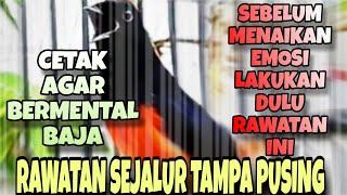 RAWATAN SEJALUR AGAR MURAI BATU TAMPIL BAGUS SAAT LOMBA