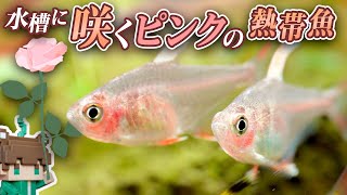 癒やしの水草水槽に咲くピンクのバラ！初心者にも飼いやすい熱帯魚【ビバアクア】 #アクアリウム #熱帯魚