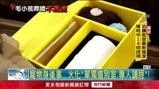 寵物新經濟！ 3D投影奢華追思　毛小孩「身後事」規格不輸人