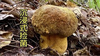 沉浸式捡菌，一朵接一朵，根本停不下来，太过瘾啦