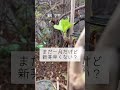 家庭でもできる紫陽花の枯れ枝外し剪定 庭師のvlog