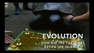 EVOLUTION - Crocodile Hunter / How did the tortoises get to the Galapagos Islands?