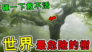 世界上最危險的10種樹！這些樹太可怕！