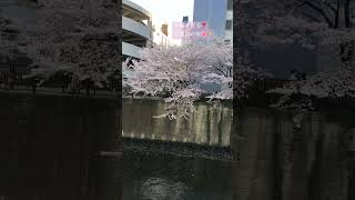 綺麗すぎる❣️目黒川の桜🌸舞い散る映像✨2018.3.28 #目黒川#桜#桜川