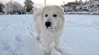 【雪好き犬】最強寒波の日、雪が積もって寒さ関係なく走りまくるムギ