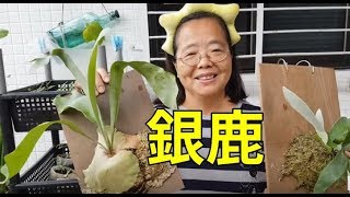 (阿美美) 銀葉鹿角蕨