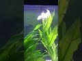 Albino silver arowana from predatory fins