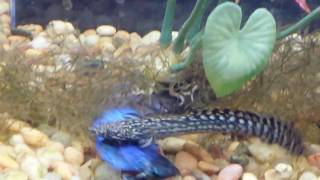 Ornate Bichir Grabs Betta