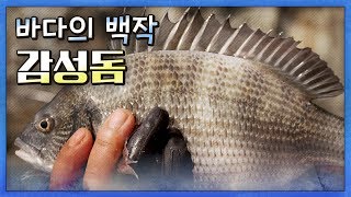 낚시꾼들이 가을을 기다리는 이유! 바로 감성돔 때문! #갯바위낚시 #선상낚시 #진도군 [어영차바다야]