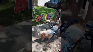 Man celebrates 100th birthday with 200 dogs