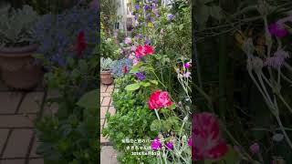 【HD動画】2024年6月20日  紫陽花が色付きました。 #flowers #garden #癒し#自然 #naturelovers #薔薇は美しく散る #ばらの花 #rosegarden