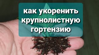 97.  как укоренить крупнолистную гортензию