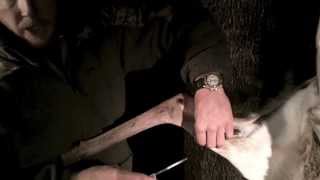 How to Process a Deer with Steve Jarvis - Part 2