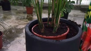 Plantación de kentia