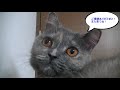 里親猫ちゃんが新しいおうちになれるまで【初日～７日目までの記録】・サビ猫とまと