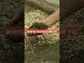 Café Tips. Construya el germinador en su finca