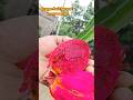 Dragon Fruit Harvest in My Rooftop #shorts #ytshorts #dragonfruit #rooftop #viral #tranding #comedy