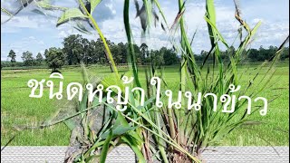 ชนิดของหญ้าในนาข้าว