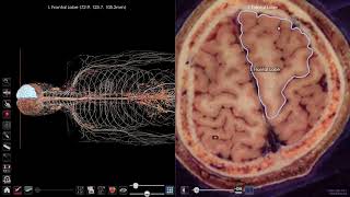 Anatomage-Cadavers Module - Version 9