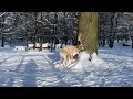 weisser hirsch tierpark sababurg