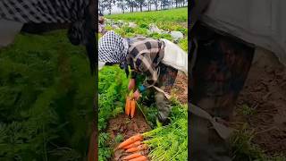 The process of pulling carrots #shot #satisfying #agritools #farming #field #farmya #208