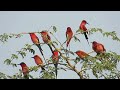 carmine bee eater hide