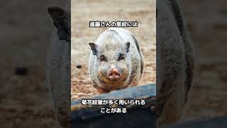 【進藤】苗字にまつわる雑学 #shorts #雑学 #苗字 #名字 #性格 #占い