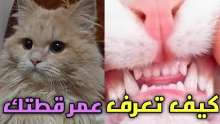 كيف تعرف عمر القطط 🤔🐈❤