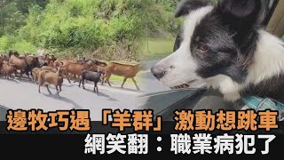 職業病犯了！邊牧巧遇「羊群」激動想跳車　網笑翻：人家想上班－民視新聞