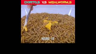 Doritos Chips vs Mealworms 🤯😱 ~ Omg Experiment video @MR. INDIAN HACKER @MrBeast #SHORTS #VIRAL