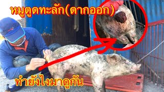 หมูตูดทะลัก (ดากออก55) จะทำยังไงมาดูกัน