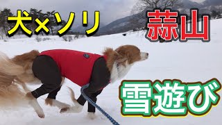 蒜山【犬と雪遊び 】ソリで爆走