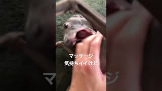 【イタグレ】甘噛みしまくり#shorts #dog #ItalianGreyhound