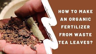 How to make an organic fertilizer from waste tea leaves ? - Sounds Organic