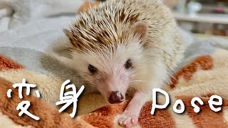 シャキーン！とポーズを決めるハリネズミが可愛いすぎました。　The hedgehog that decides the pose was too cute.