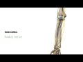 abductor pollicis longus muscle overview human anatomy  kenhub