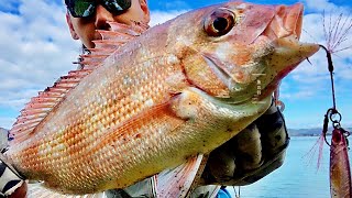 岸抛铁板路亚海钓真鲷#鱼吕行Albert Fish On#手作钓具#吕竿#吕饵#Fishing New Zealand Shore Jigging Snapper On LYU Micro Jig