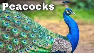 Interesting Facts About Peacocks And Peahens, Or The Peafowls. Animals Reality