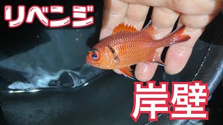 【ガサガサ】海の港で岸壁採集 リベンジキビナゴするつもりが金魚じゃない赤いお魚捕り可愛すぎ