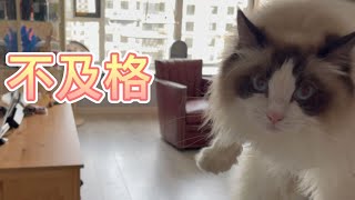 猫咪智商测试，颜值和智商真的不能并存吗